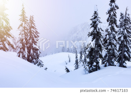 Canadian Nature Landscape covered in fresh White Snow 74617183