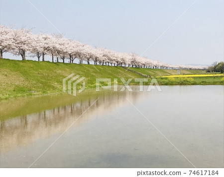 Ono City, Hyogo Prefecture Sakura Zutsumi Corridor Water surface Cherry blossom trees 74617184