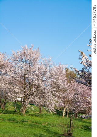 A park where the blue sky and cherry blossoms are in full bloom in spring A park where the blue sky and cherry blossoms are in full bloom in spring 74617795