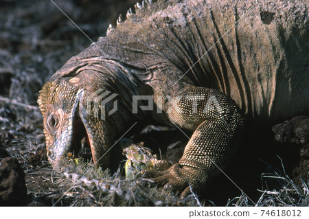 聖達菲recuiguana 74618012