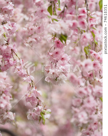 Cherry blossoms seen through the cherry blossoms of the Osaka Mint Bureau 74618351