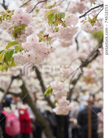 Cherry blossoms seen through the cherry blossoms of the Osaka Mint Bureau 74618353