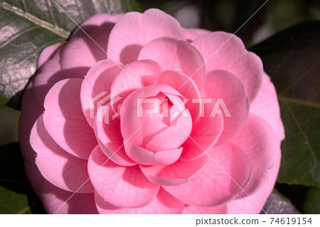 粉紅色的otome山茶花 74619154