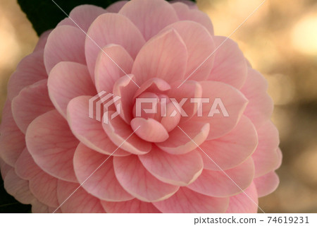 粉紅色的otome山茶花 74619231