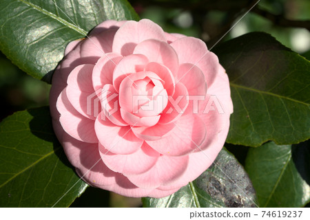 Pink otome camellia 74619237