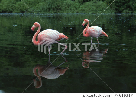 Ooh Flamingo Ooh Flamingo 74619317