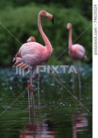 Ooh Flamingo Ooh Flamingo 74619324