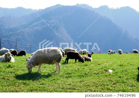 Ranch, sheep and Mt. Tanzawa (Hattori Ranch) Ranch, sheep and Mt. Tanzawa (Hattori Ranch) 74619496