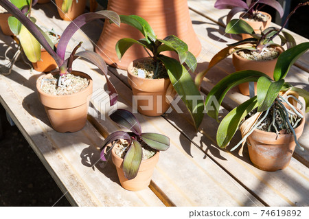 Potted orchids of foliage plants lined up in the sun Potted orchids of foliage plants lined up in the sun 74619892