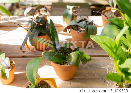 Potted orchids of foliage plants lined up in the sun Potted orchids of foliage plants lined up in the sun 74619893