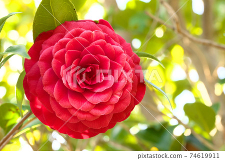 紅山茶花 74619911