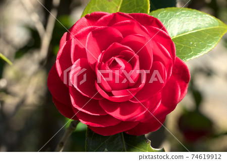 red camellia flower red camellia flower 74619912