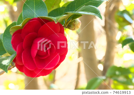 red camellia flower red camellia flower 74619913