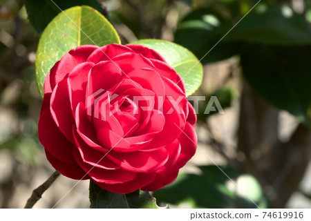 紅山茶花 74619916