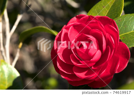 red camellia flower 74619917