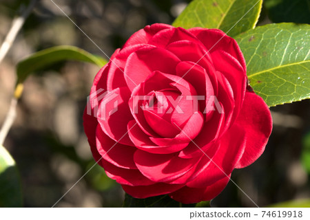 red camellia flower 74619918