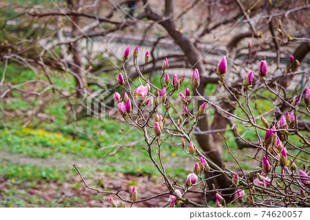 Large pink and white magnolia trees bloom in a park on a spring day. Large pink and white magnolia trees bloom in a park on a spring day. 74620057