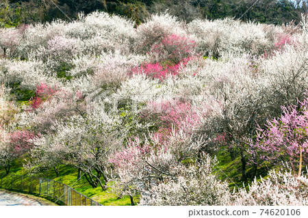 Kogesawa Plum Grove, Hachioji City, Tokyo Ume no Sato 74620106
