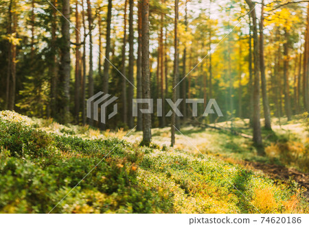 Nature Green Natural Blurred Background Of Out Of Focus Forest. Bokeh, Boke Woods With Sunlight Colors Absract Background. Blur Pine Trees Trunks. Woods In Coniferous Forest. Autumn Pinewood 74620186