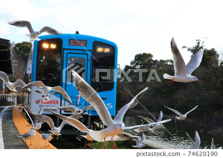 Black-headed gull and railroad Black-headed gull and railroad 74620190