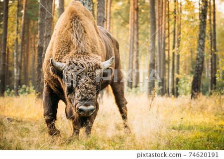 Belarus. European Bison Or Bison Bonasus, Also Known As Wisent Or European Wood Bison In Autumn Forest. Berezinsky Biosphere Reserve. Belarus. European Bison Or Bison Bonasus, Also Known As Wisent Or European Wood Bison In Autumn Forest. Berezinsky Biosphere Reserve. 74620191