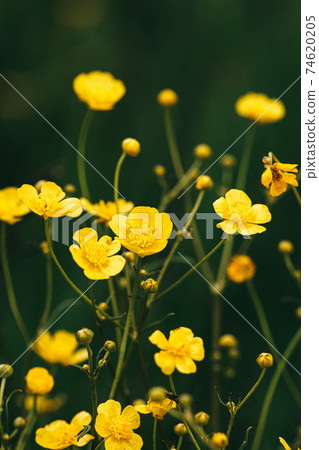 Green Spring Forest. Plant Ranunculus Acris With Yellow Flowers On Background Tall Trees Green Spring Forest. Plant Ranunculus Acris With Yellow Flowers On Background Tall Trees 74620205