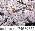 櫻桃樹1 74620272