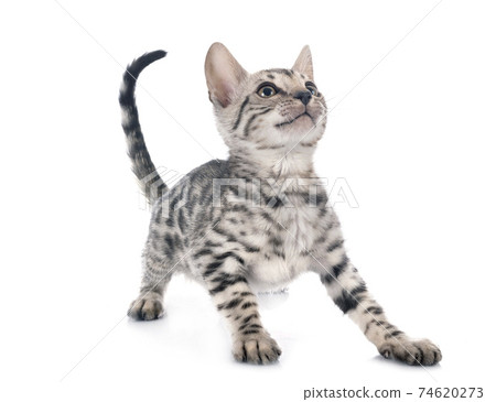 bengal kitten in studio bengal kitten in studio 74620273