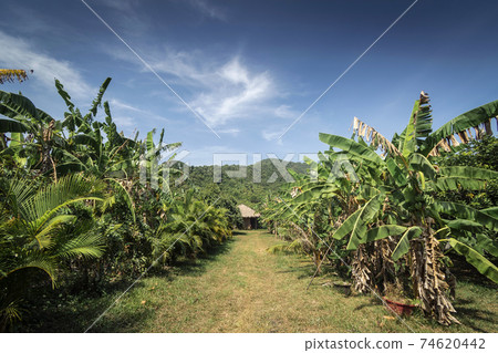 banana plantation on rural organic fruit farm near kampot cambodia 74620442