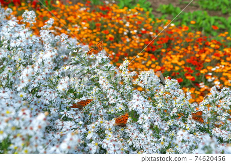Flower field white chrysanthemum 74620456