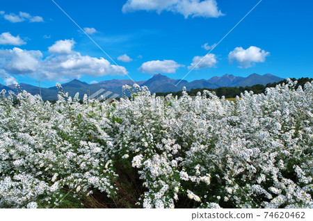 Flower field white chrysanthemum Flower field white chrysanthemum 74620462