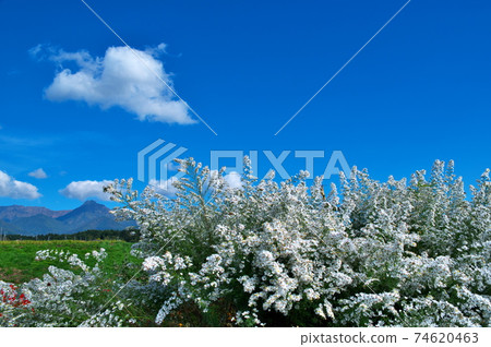 Flower field white chrysanthemum Flower field white chrysanthemum 74620463