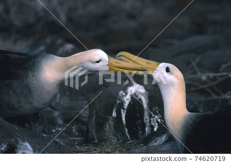 Galapagos albatross Galapagos albatross 74620719