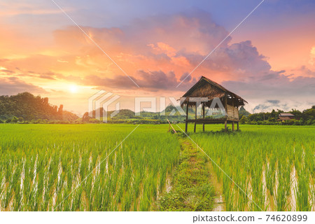 Rice paddy field lanscape with warm sky color. 74620899