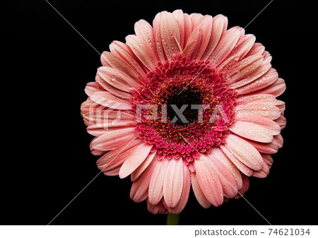 Bright gerbera flower on a black background Bright gerbera flower on a black background 74621034