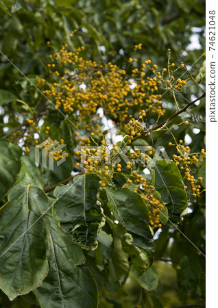 Ehretia acuminata bears yellow fruits. The scientific name is: Ehretia acuminata. 74621048