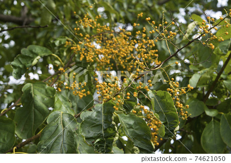 Ehretia acuminata bears yellow fruits. The scientific name is: Ehretia acuminata. 74621050