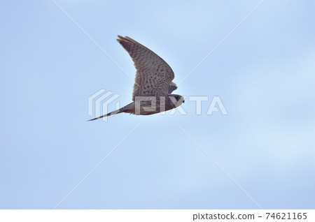 雌性紅k（北海道） 74621165