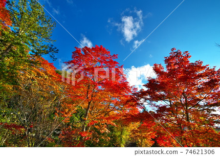 秋葉白葉湖 74621306