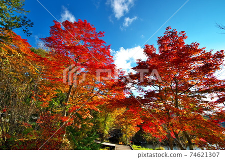 秋葉白葉湖 74621307