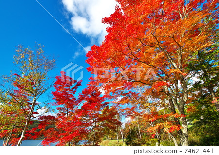 Autumn leaves Lake Shirakaba 74621441