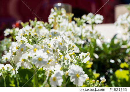 White Marakoides White Marakoides 74621563