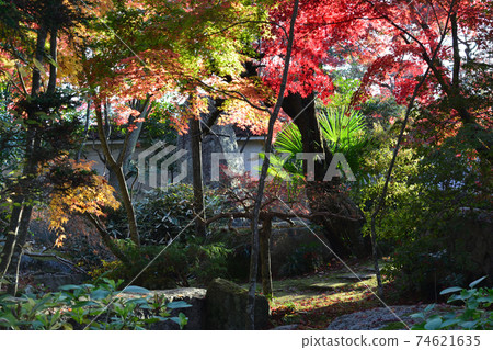 Gassandera秋天的葉子＃55 74621635