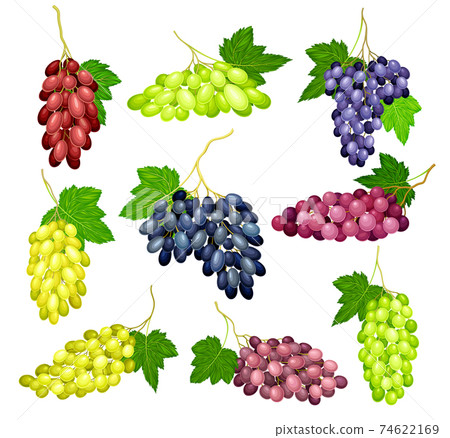 Clusters of Grape with Crimson, Dark Blue and Green Berries Vector Set Clusters of Grape with Crimson, Dark Blue and Green Berries Vector Set 74622169