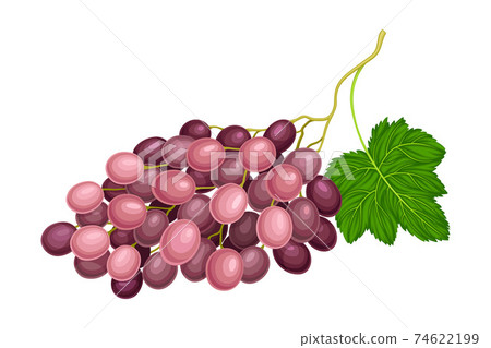 Ellipsoid Lying Berry Cluster of Purple Grape Vector Illustration Ellipsoid Lying Berry Cluster of Purple Grape Vector Illustration 74622199