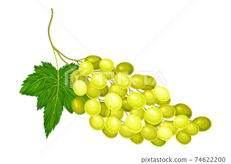 Cluster of Yellow Grape with Ellipsoid Berries Vector Illustration Cluster of Yellow Grape with Ellipsoid Berries Vector Illustration 74622200