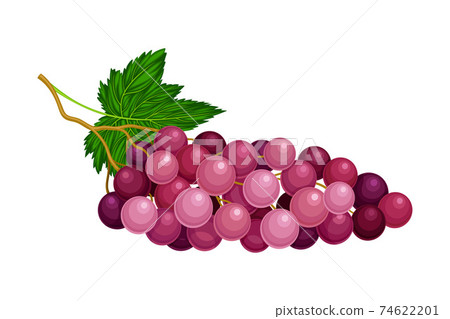 Round Lying Berry Cluster of Purple Grape Vector Illustration Round Lying Berry Cluster of Purple Grape Vector Illustration 74622201