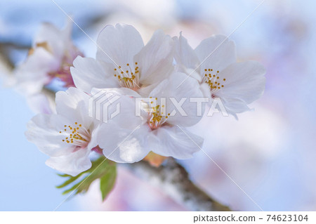 櫻花 櫻花 74623104