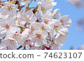 櫻花 74623107