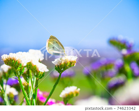 Cabbage white butterfly and Limonium sinuatum 74623342